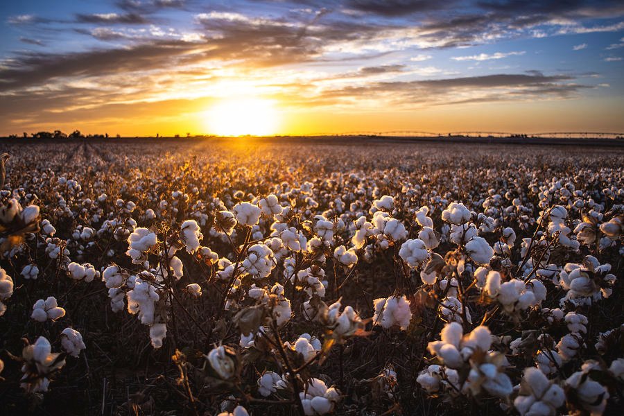 Cotton field at sunset on the West Texas South Plains